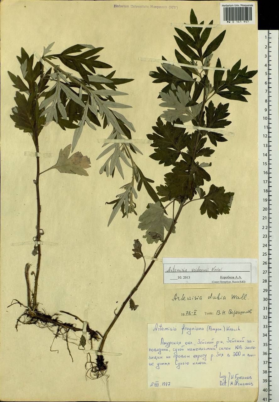 Artemisia koidzumii Nakai, Siberia, Russian Far East (S6) (Russia)