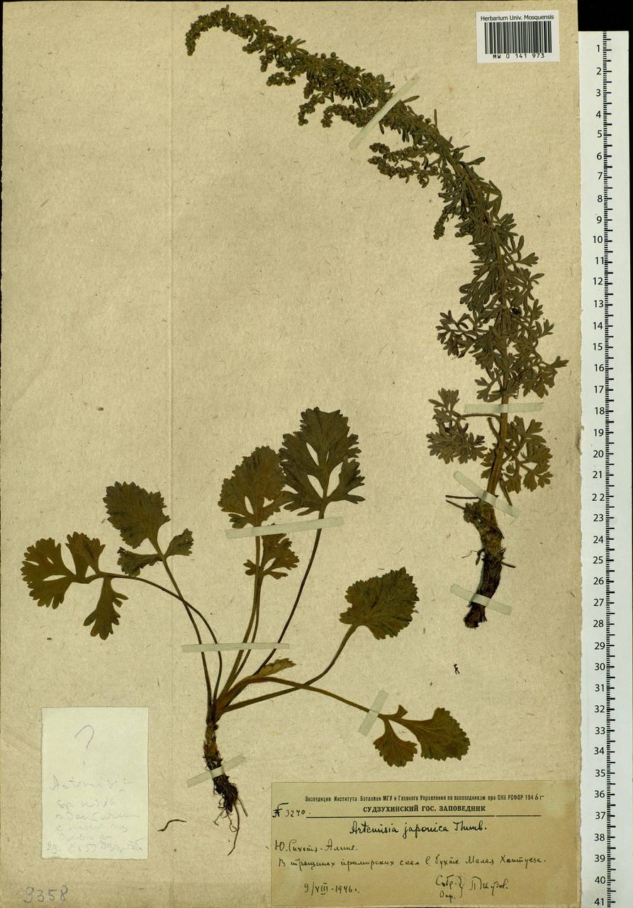 Artemisia japonica Thunb., Siberia, Russian Far East (S6) (Russia)