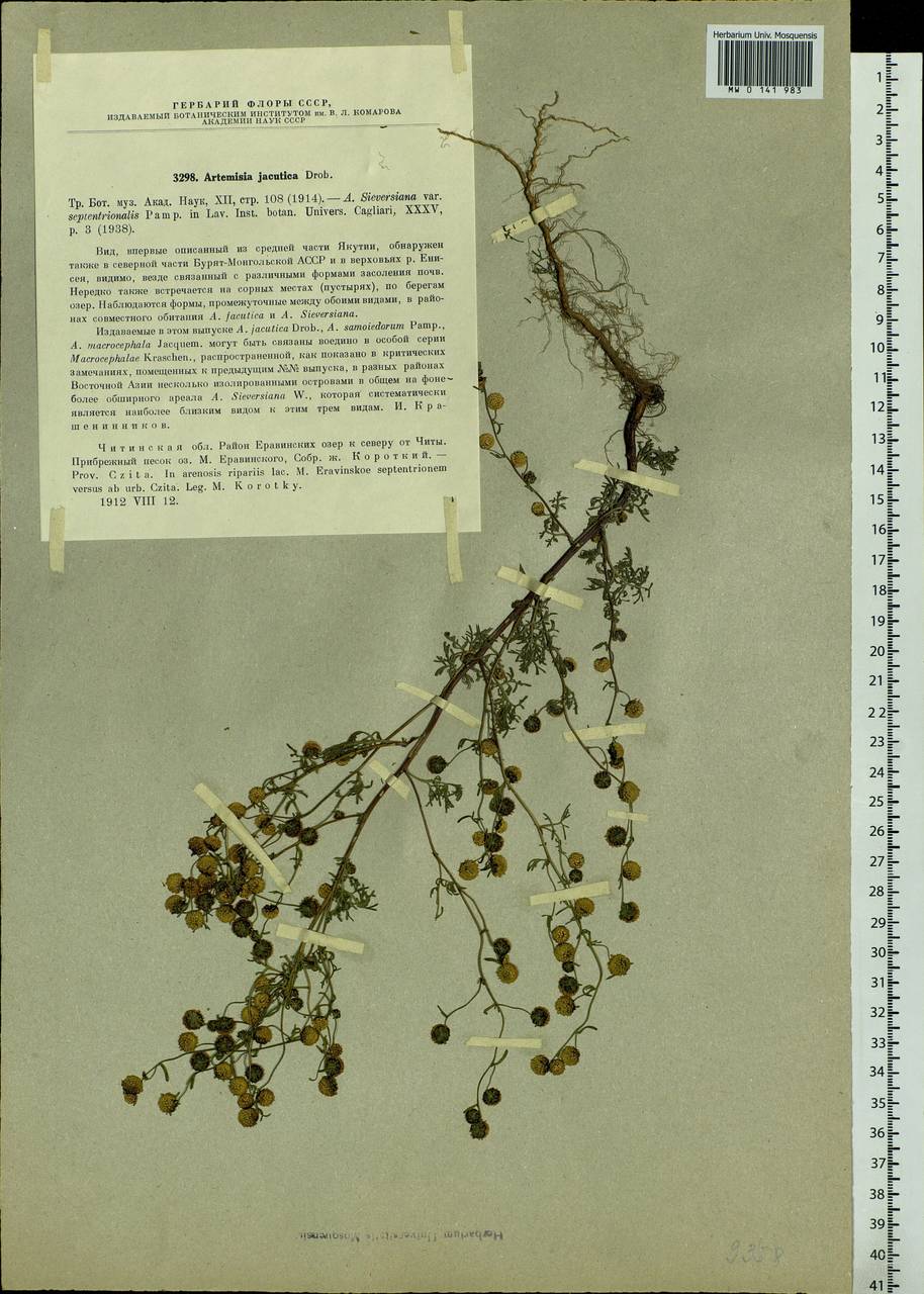 Artemisia jacutica Drobow, Siberia, Baikal & Transbaikal region (S4) (Russia)