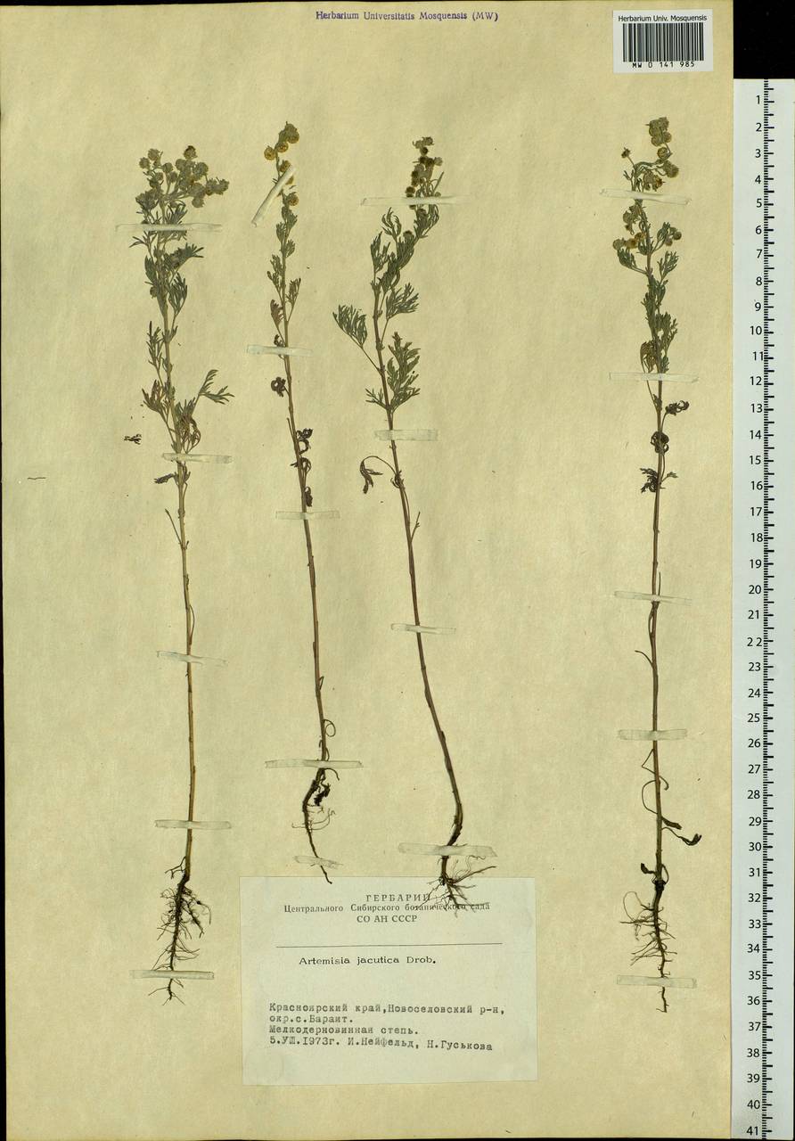 Artemisia jacutica Drobow, Siberia, Altai & Sayany Mountains (S2) (Russia)