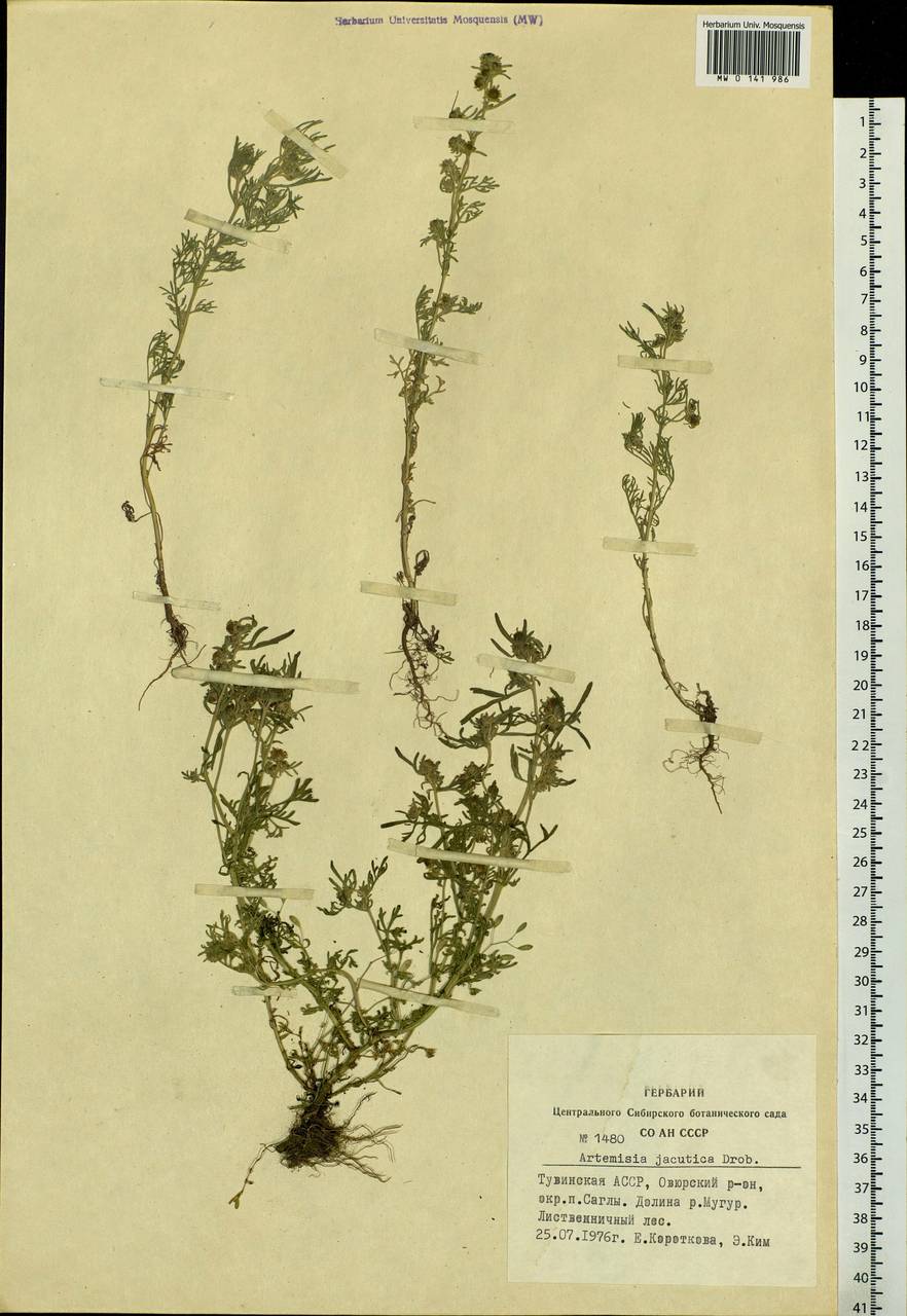 Artemisia jacutica Drobow, Siberia, Altai & Sayany Mountains (S2) (Russia)