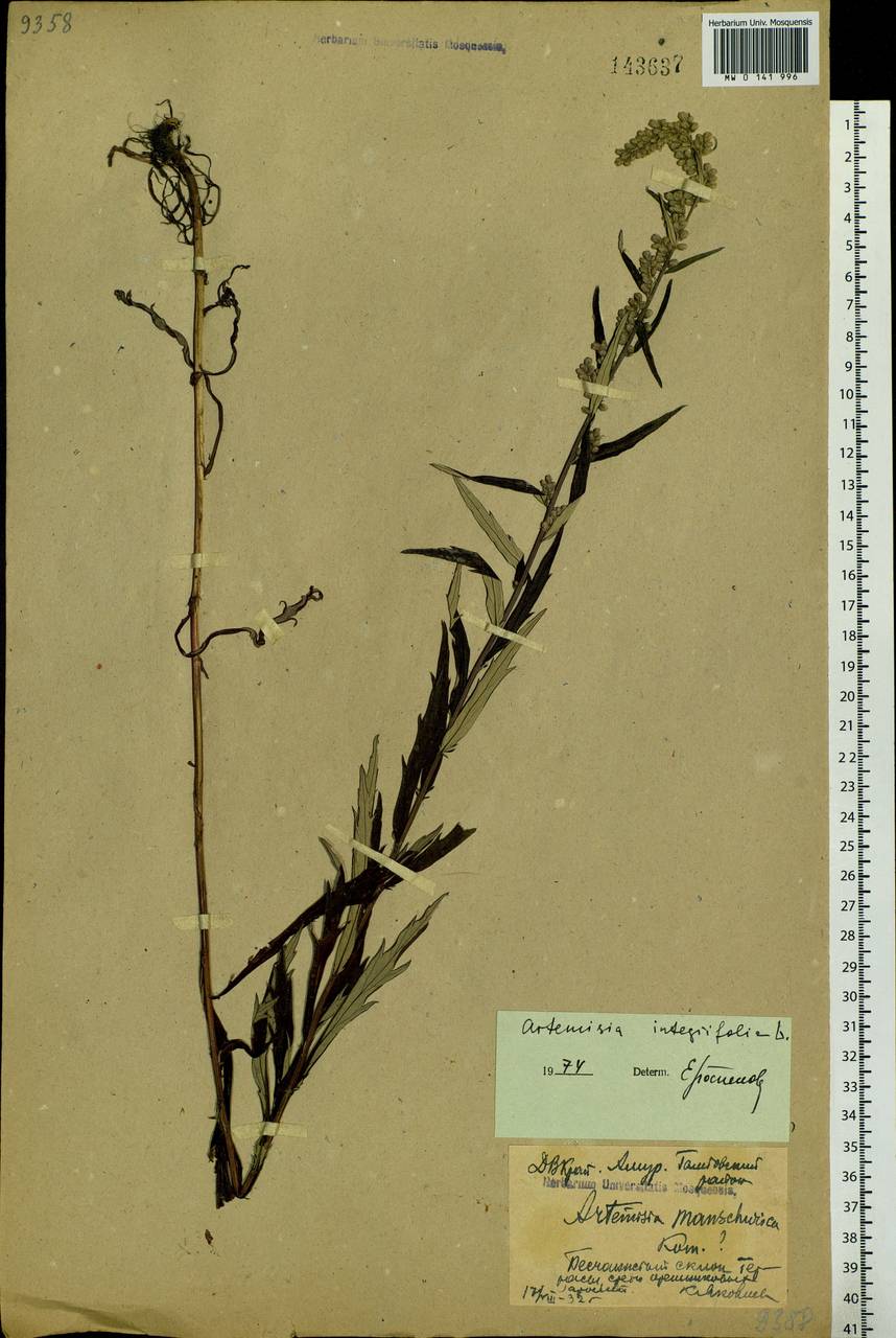 Artemisia integrifolia L., Siberia, Russian Far East (S6) (Russia)