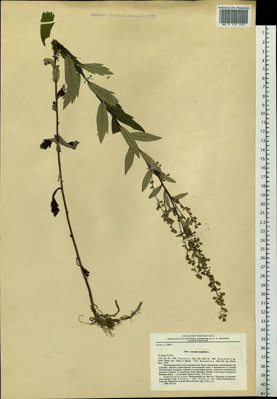 Artemisia integrifolia L., Siberia, Russian Far East (S6) (Russia)