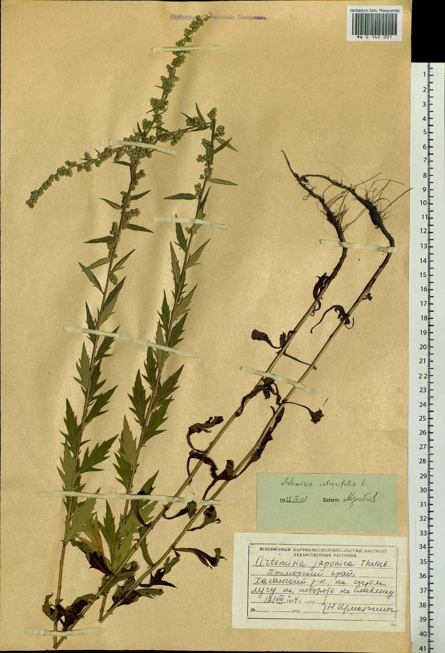 Artemisia integrifolia L., Siberia, Russian Far East (S6) (Russia)