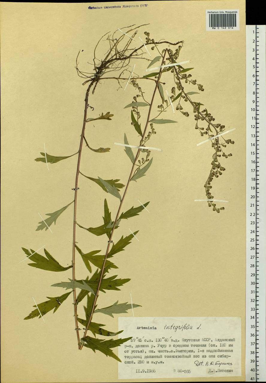 Artemisia integrifolia L., Siberia, Yakutia (S5) (Russia)