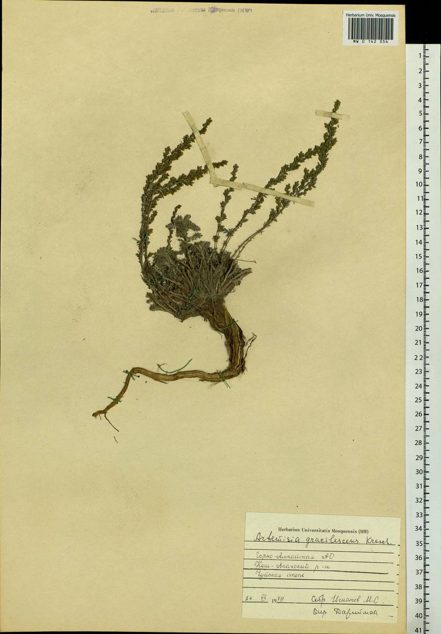 Artemisia gracilescens Krasch. & Iljin, Siberia, Altai & Sayany Mountains (S2) (Russia)