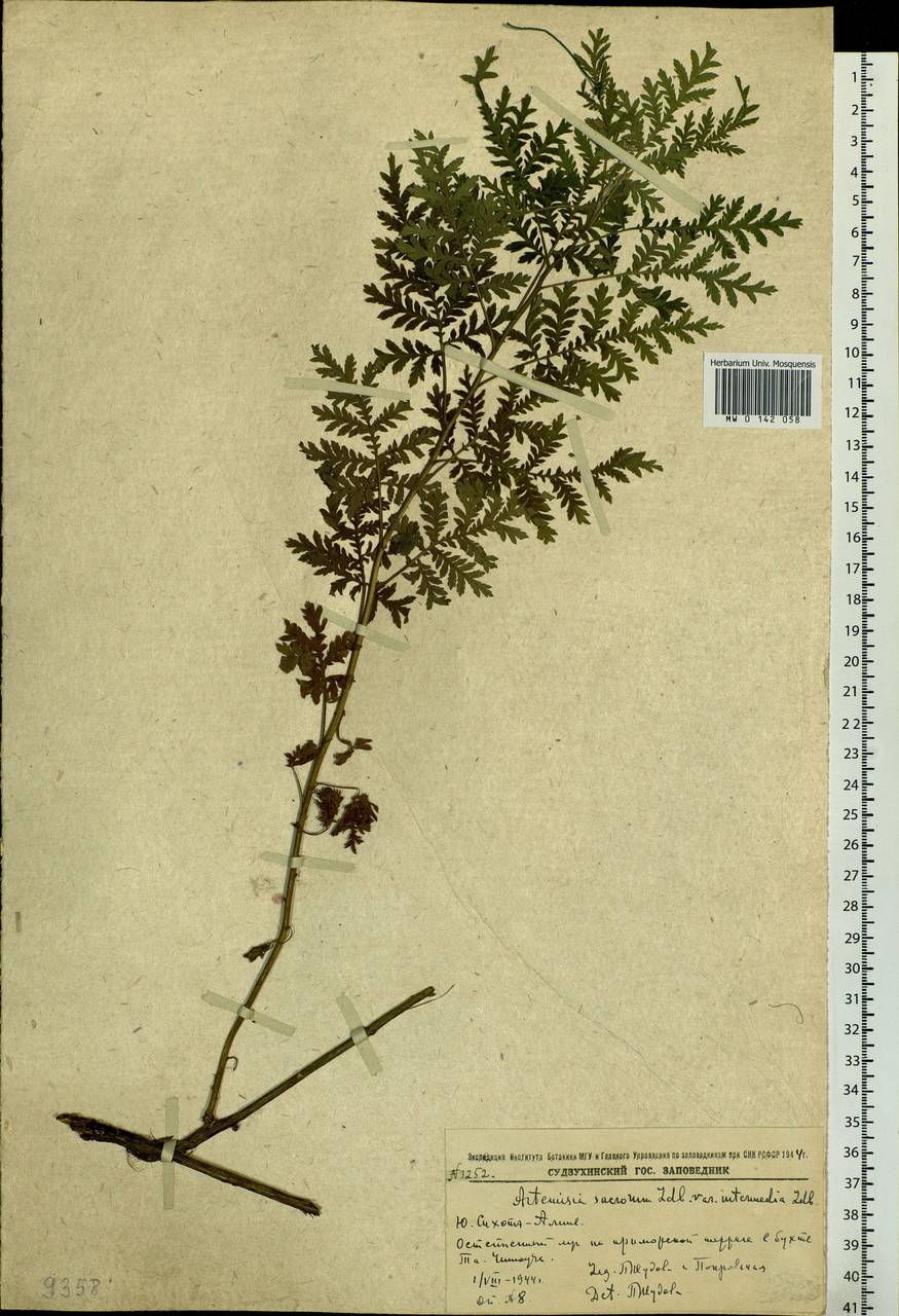 Artemisia gmelinii Weber ex Stechm., Siberia, Russian Far East (S6) (Russia)