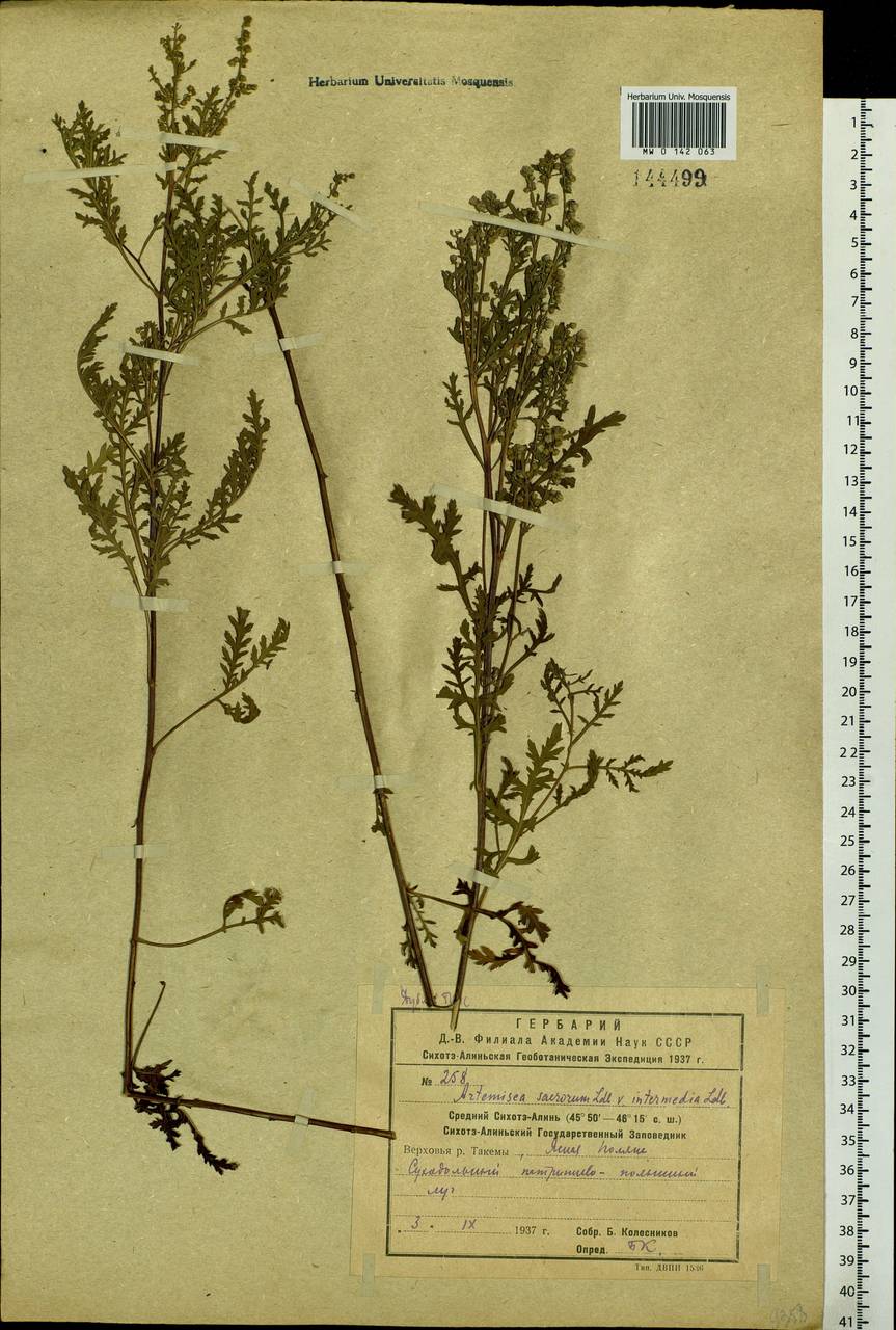 Artemisia gmelinii Weber ex Stechm., Siberia, Russian Far East (S6) (Russia)