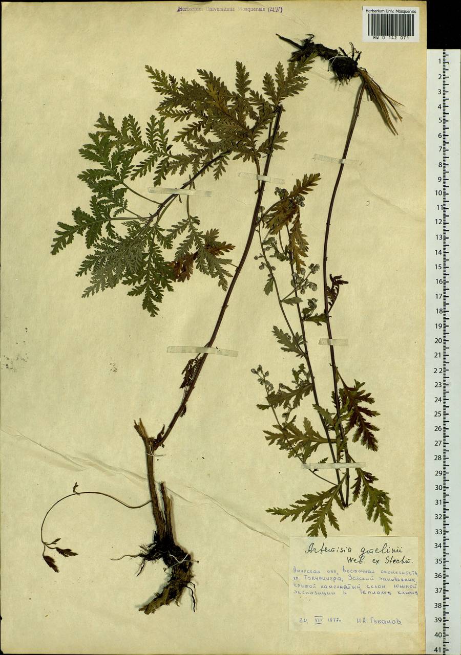 Artemisia gmelinii Weber ex Stechm., Siberia, Russian Far East (S6) (Russia)