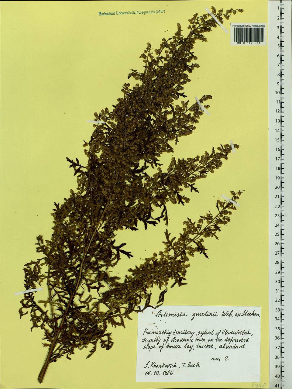 Artemisia gmelinii Weber ex Stechm., Siberia, Russian Far East (S6) (Russia)