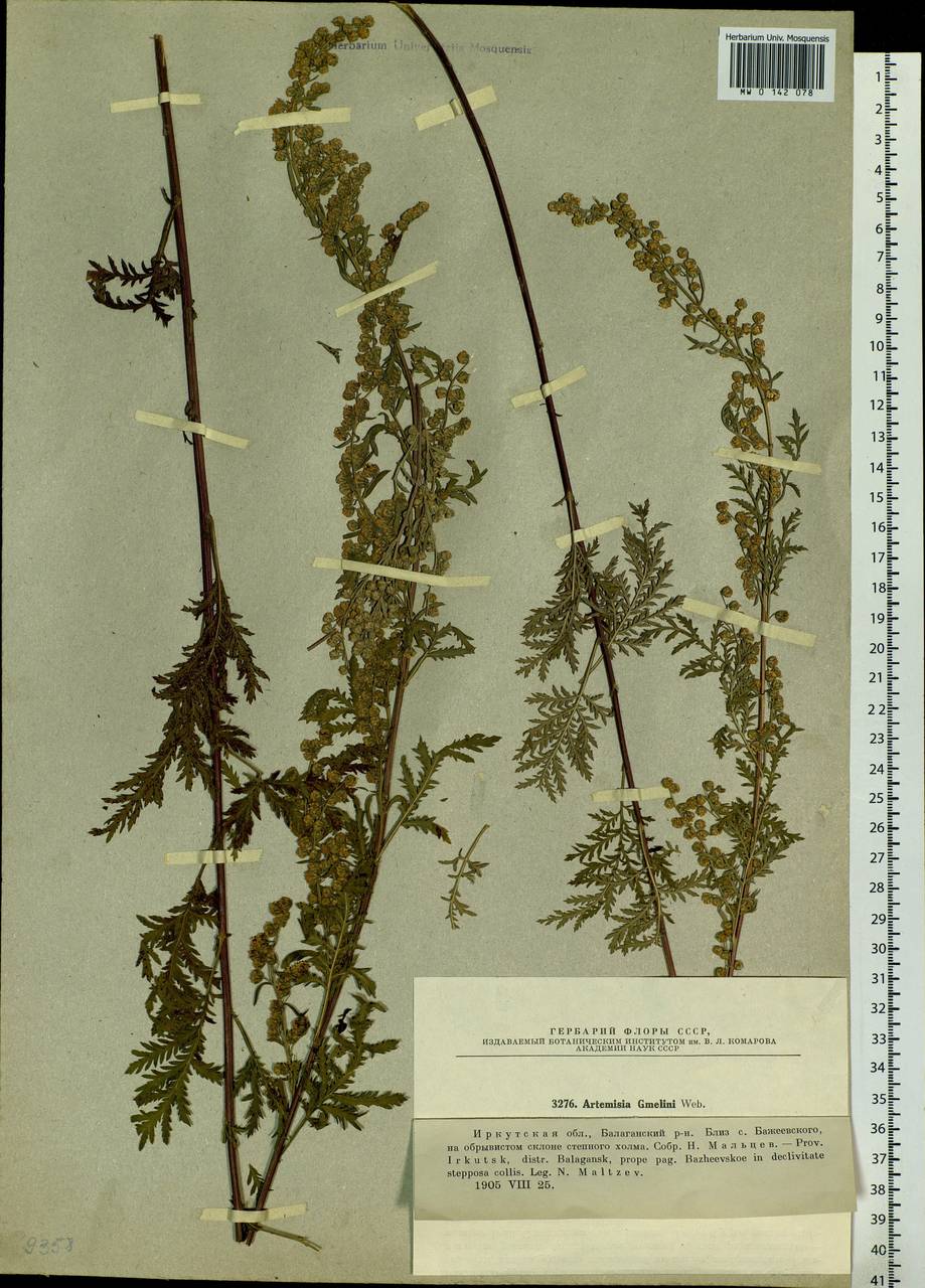 Artemisia gmelinii Weber ex Stechm., Siberia, Baikal & Transbaikal region (S4) (Russia)