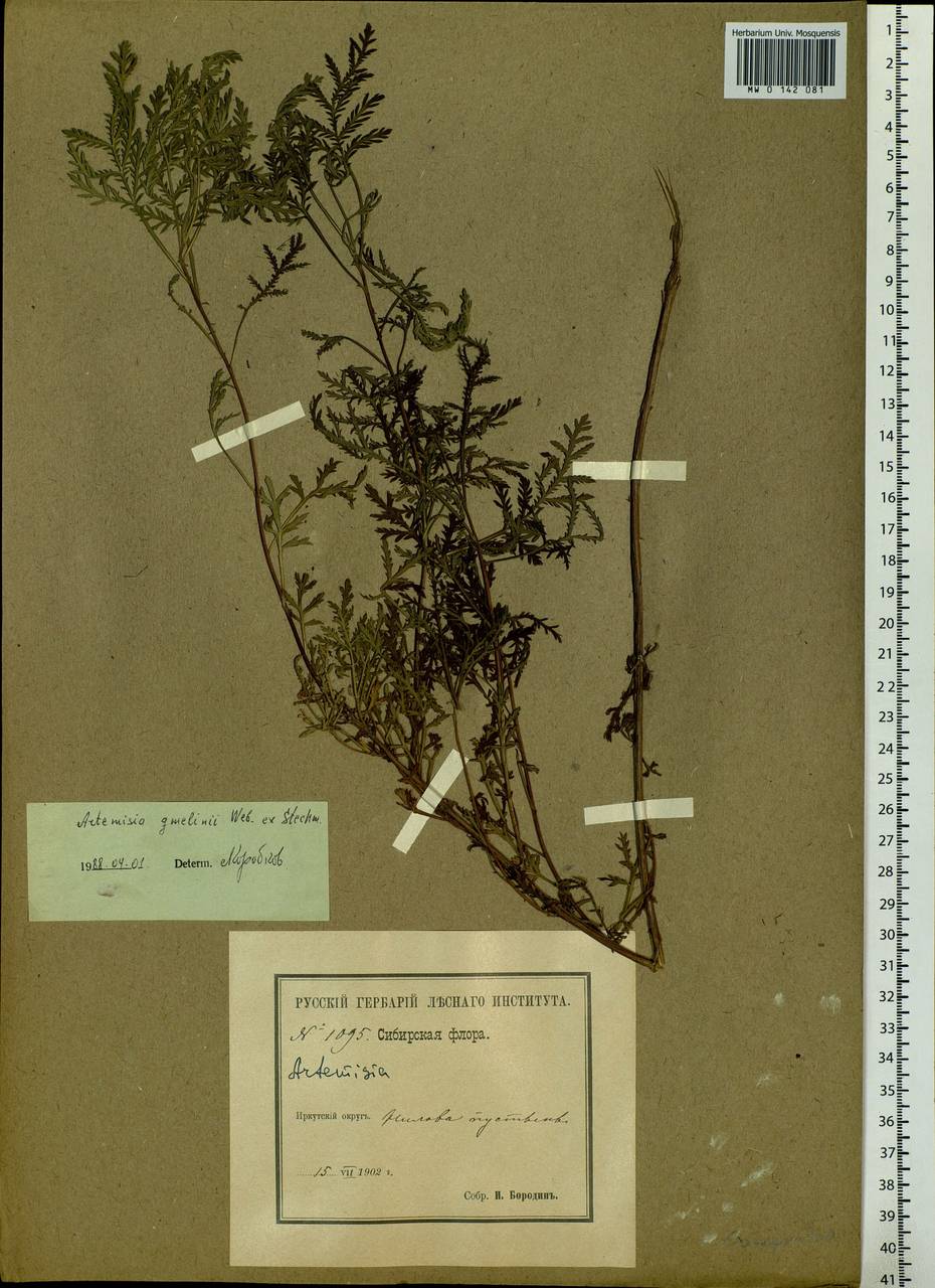 Artemisia gmelinii Weber ex Stechm., Siberia, Baikal & Transbaikal region (S4) (Russia)