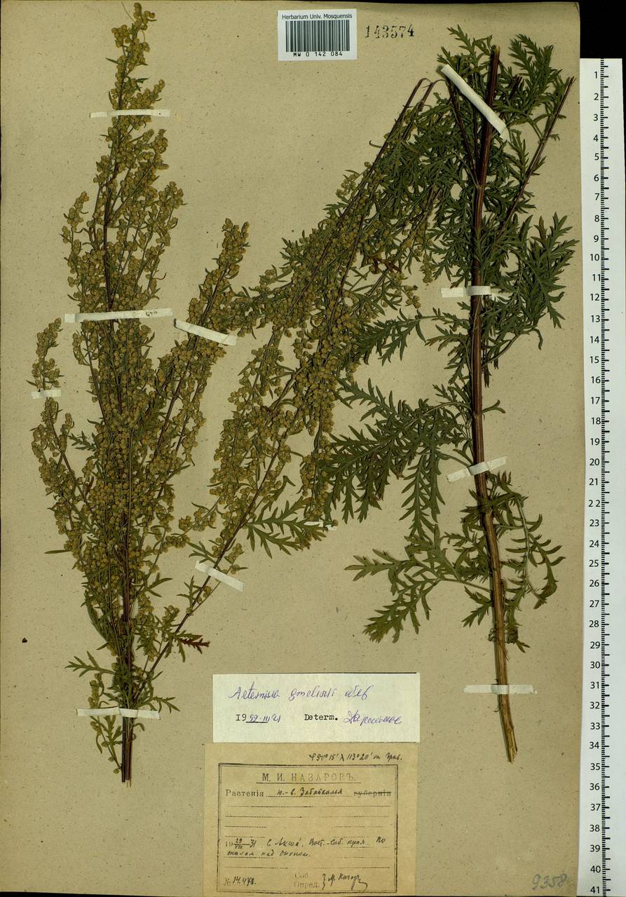 Artemisia gmelinii Weber ex Stechm., Siberia, Baikal & Transbaikal region (S4) (Russia)