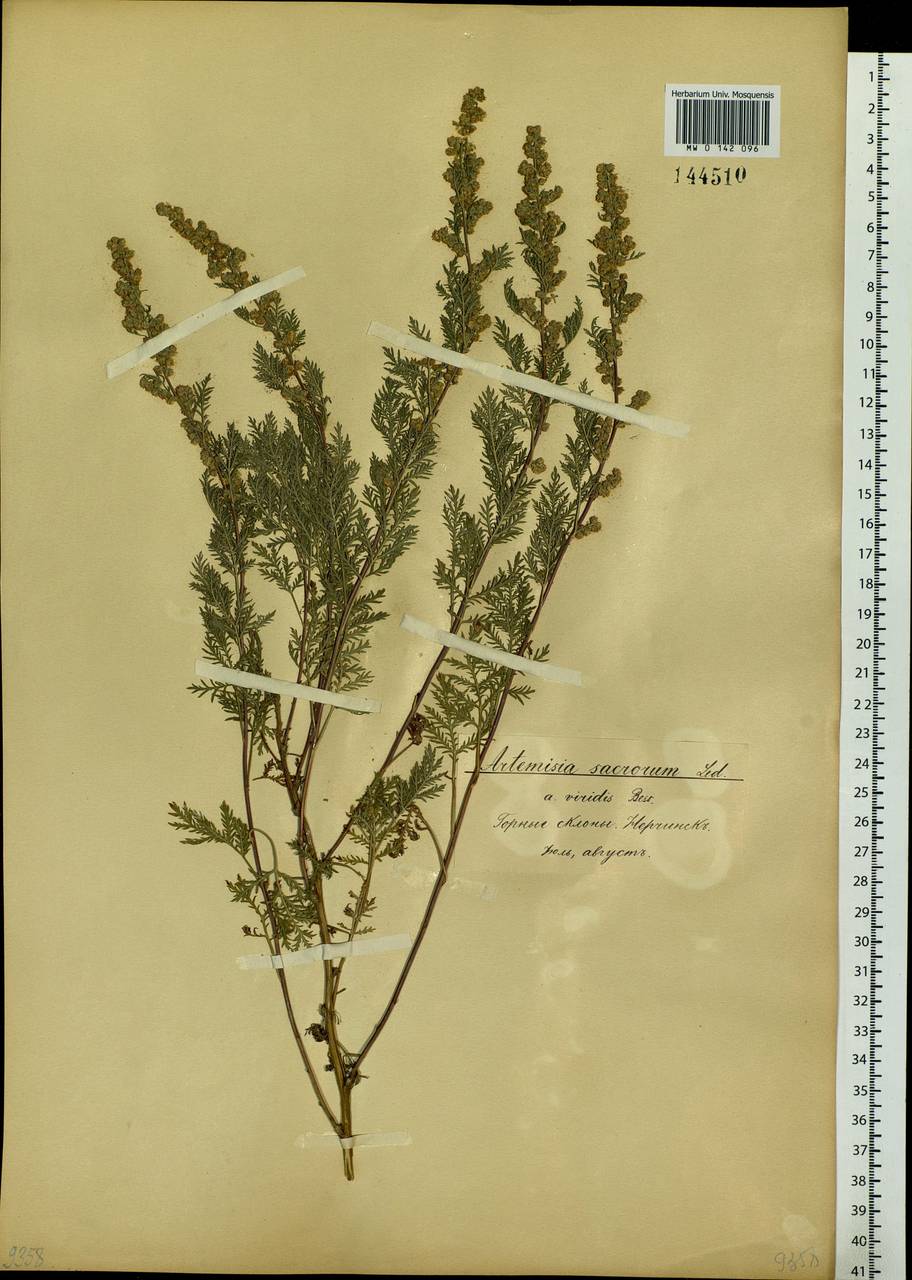 Artemisia gmelinii Weber ex Stechm., Siberia, Baikal & Transbaikal region (S4) (Russia)