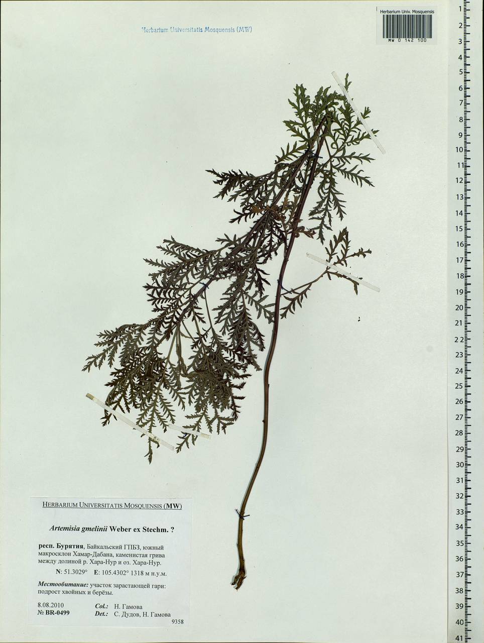 Artemisia gmelinii Weber ex Stechm., Siberia, Baikal & Transbaikal region (S4) (Russia)