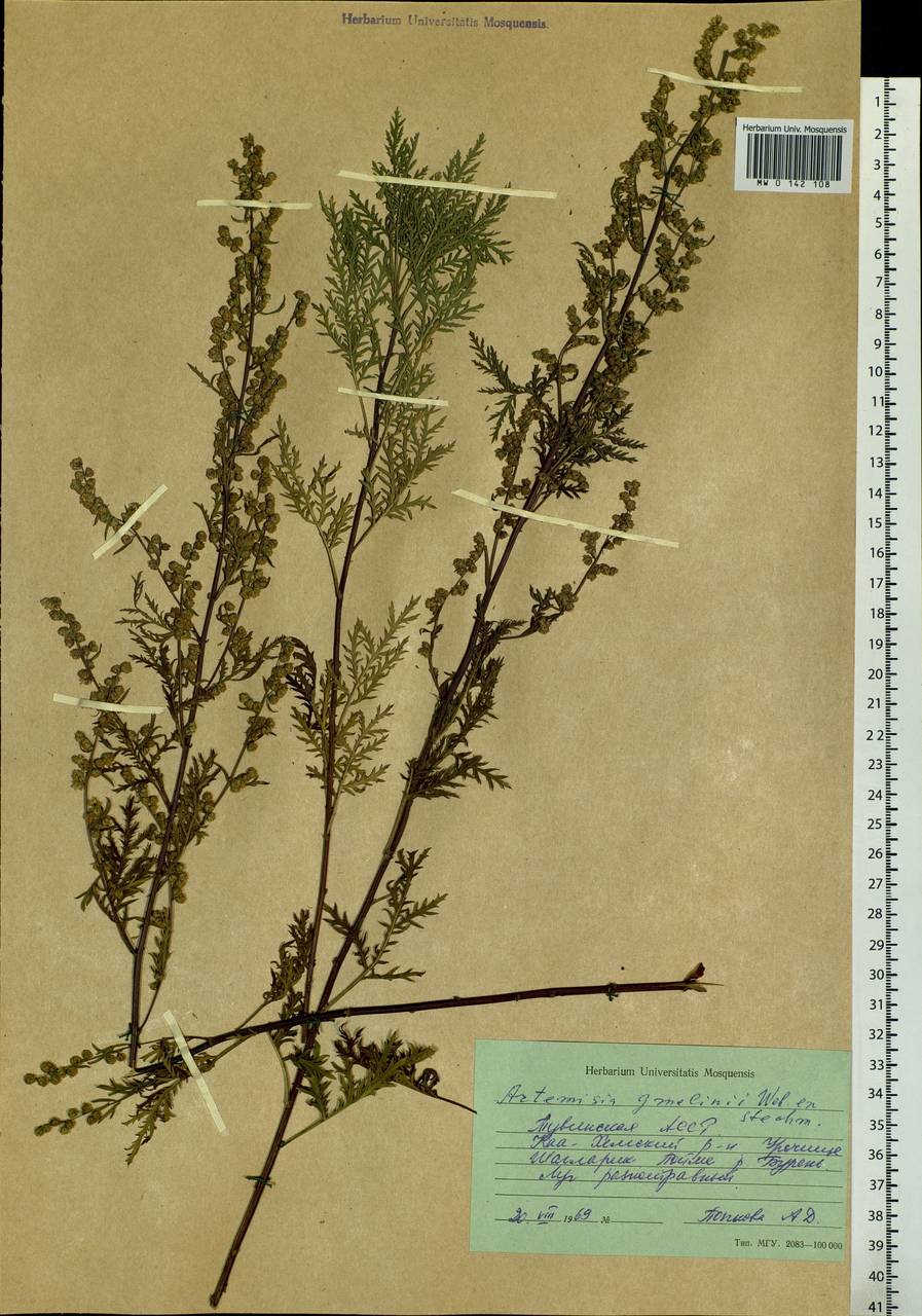 Artemisia gmelinii Weber ex Stechm., Siberia, Altai & Sayany Mountains (S2) (Russia)