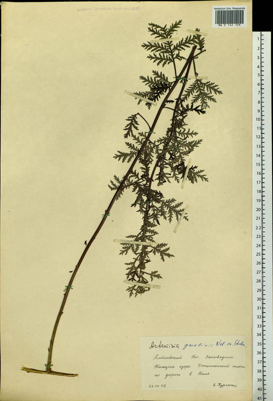 Artemisia gmelinii Weber ex Stechm., Siberia, Altai & Sayany Mountains (S2) (Russia)
