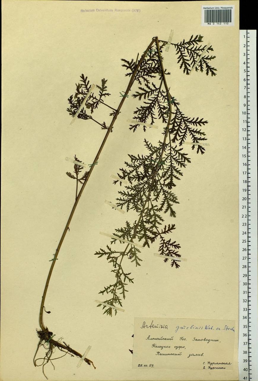 Artemisia gmelinii Weber ex Stechm., Siberia, Altai & Sayany Mountains (S2) (Russia)