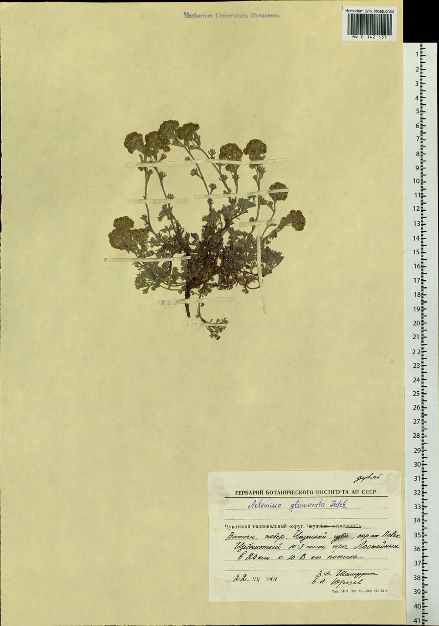 Artemisia glomerata Ledeb., Siberia, Chukotka & Kamchatka (S7) (Russia)