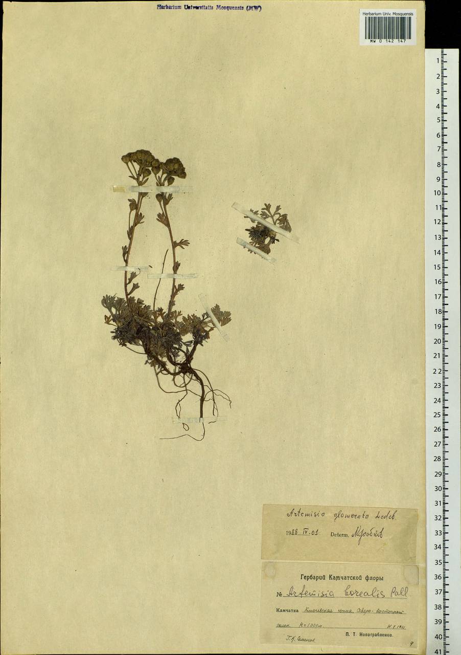 Artemisia glomerata Ledeb., Siberia, Chukotka & Kamchatka (S7) (Russia)