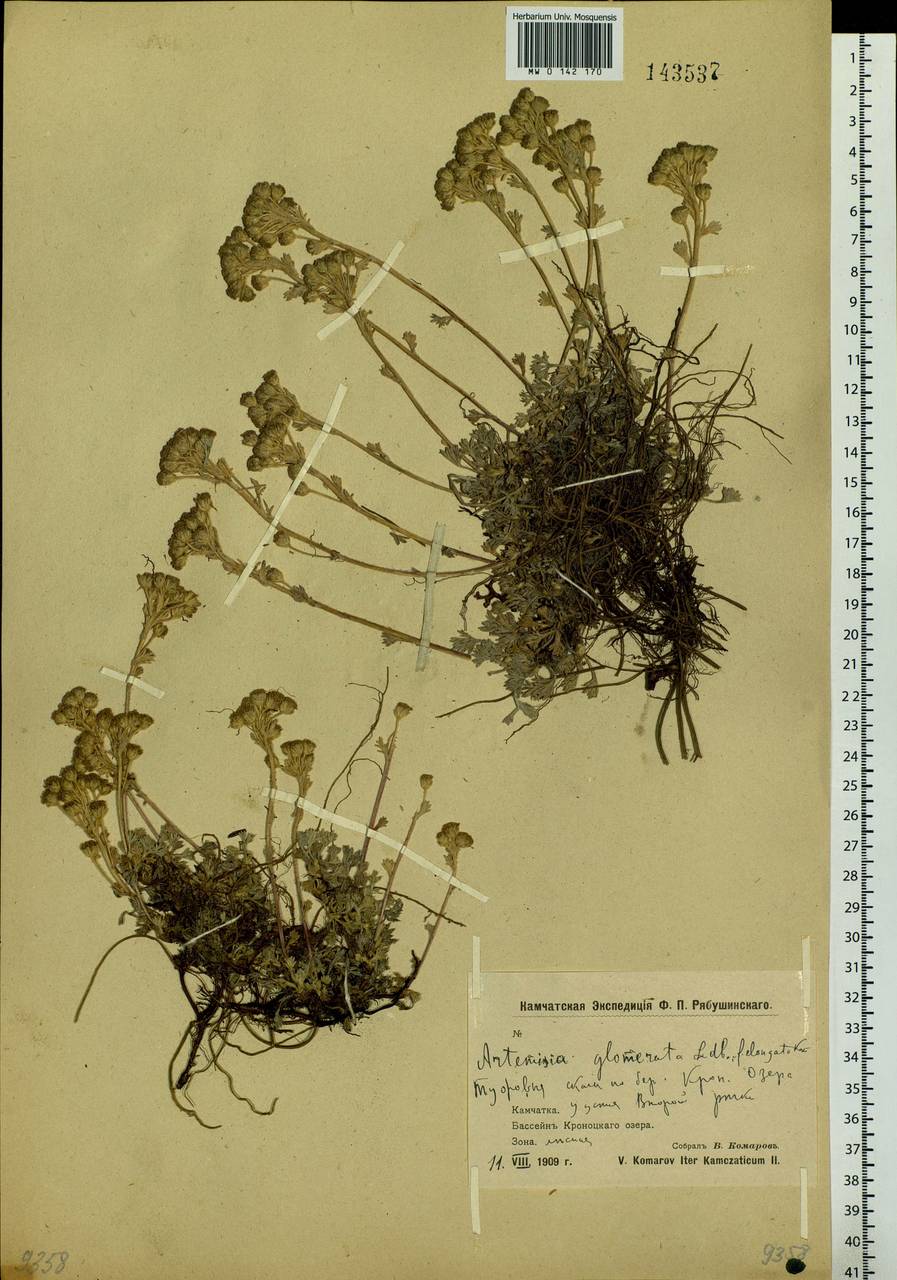 Artemisia glomerata Ledeb., Siberia, Chukotka & Kamchatka (S7) (Russia)