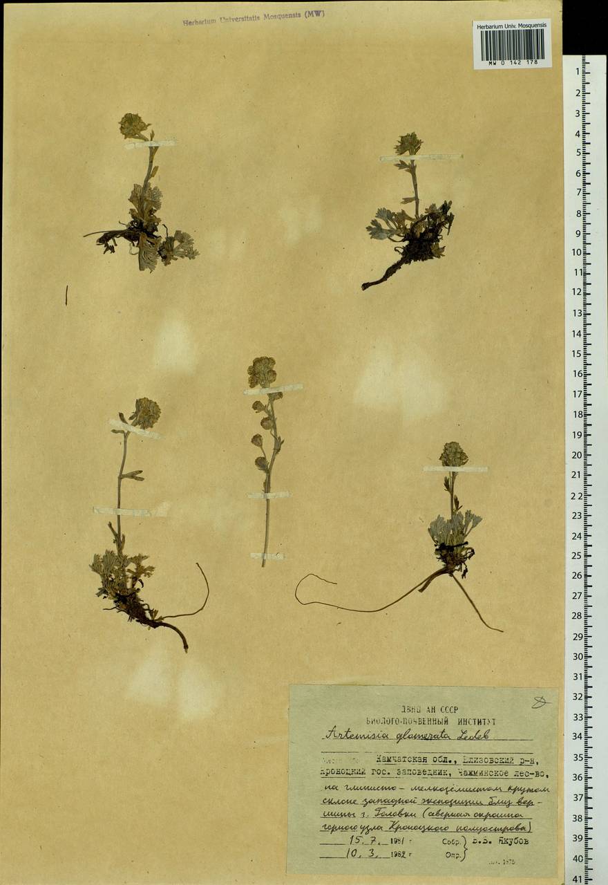 Artemisia glomerata Ledeb., Siberia, Chukotka & Kamchatka (S7) (Russia)