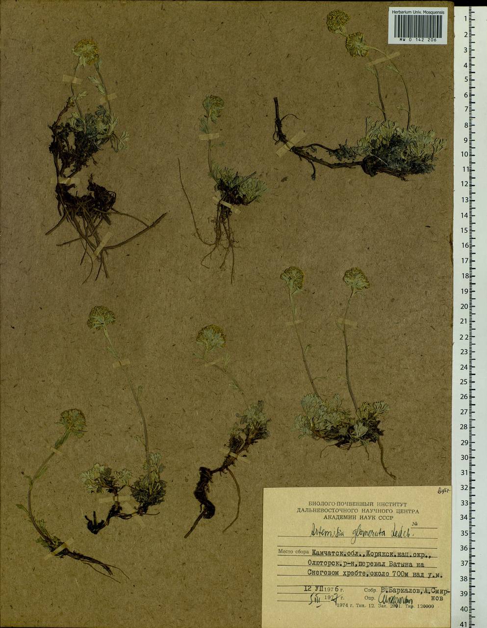 Artemisia glomerata Ledeb., Siberia, Chukotka & Kamchatka (S7) (Russia)