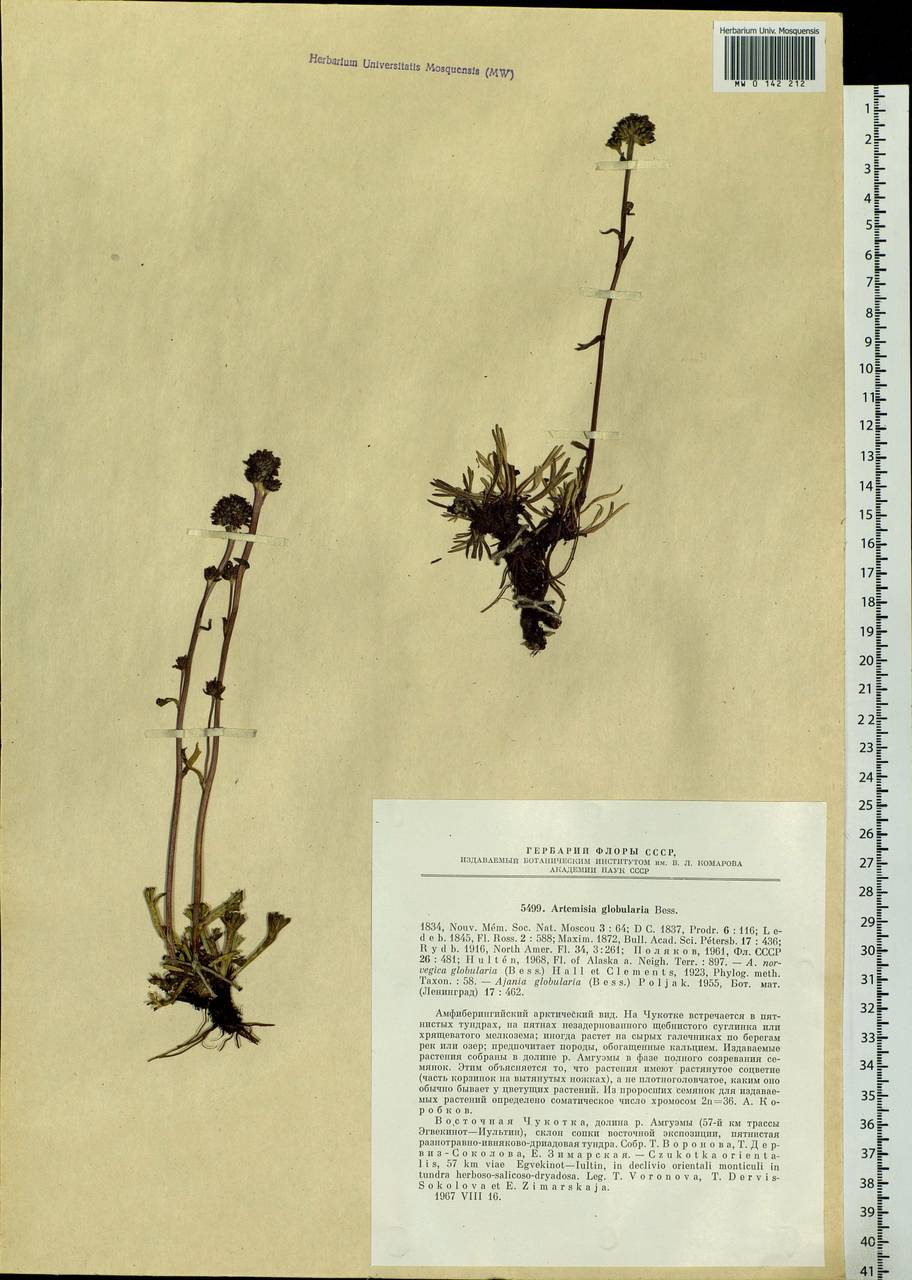 Artemisia globularia Cham. ex Besser, Siberia, Chukotka & Kamchatka (S7) (Russia)