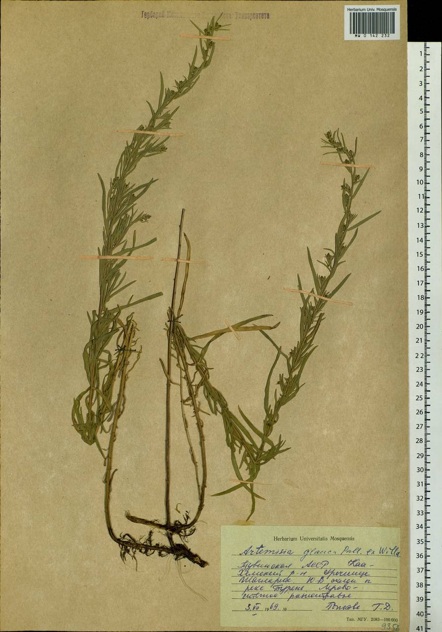 Artemisia glauca Pall. ex Willd., Siberia, Altai & Sayany Mountains (S2) (Russia)