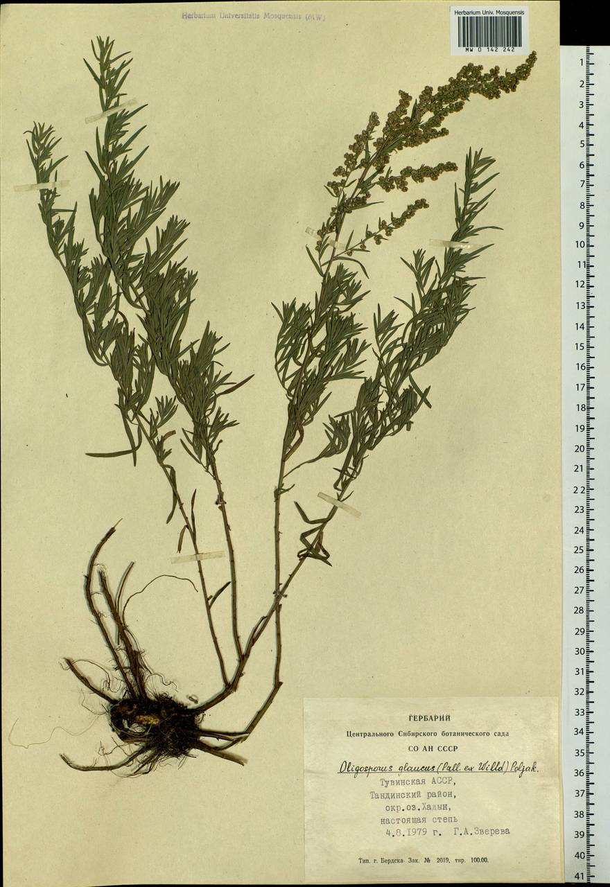 Artemisia glauca Pall. ex Willd., Siberia, Altai & Sayany Mountains (S2) (Russia)
