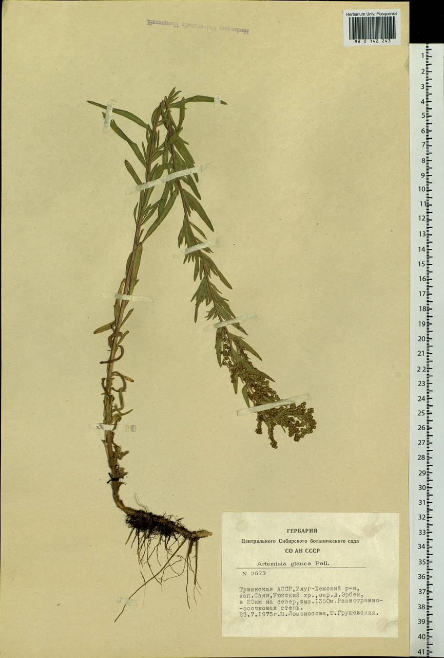 Artemisia glauca Pall. ex Willd., Siberia, Altai & Sayany Mountains (S2) (Russia)