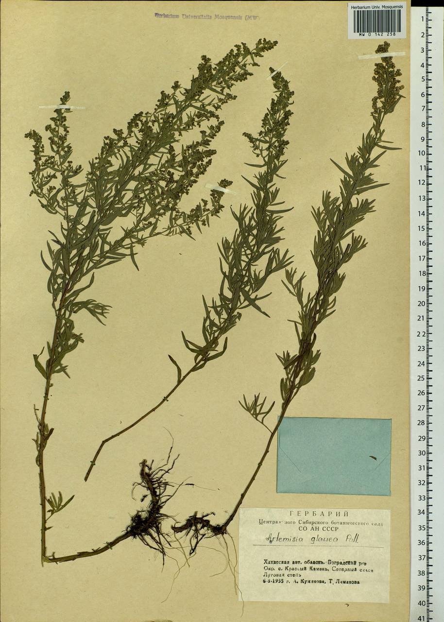 Artemisia glauca Pall. ex Willd., Siberia, Altai & Sayany Mountains (S2) (Russia)