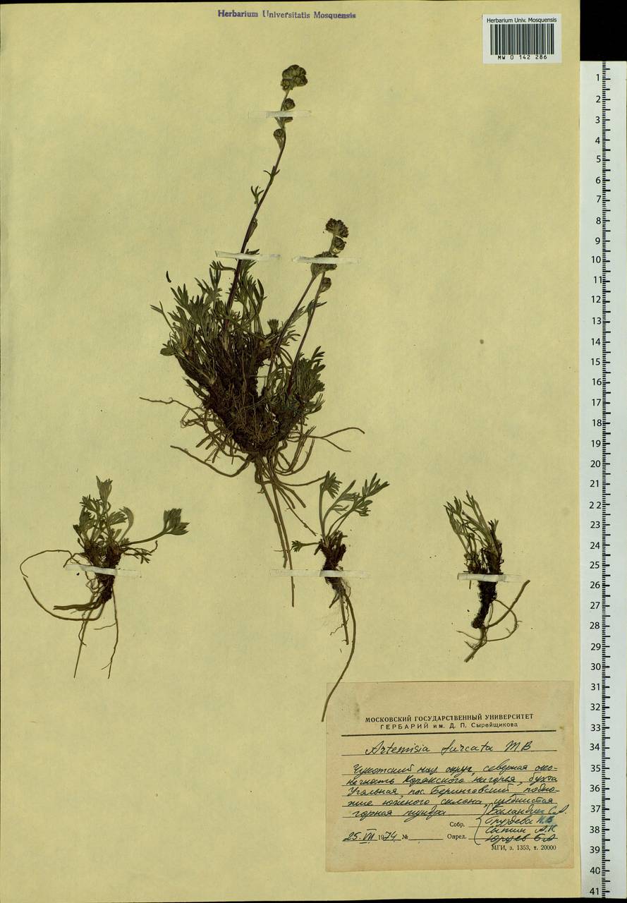 Artemisia furcata M. Bieb., Siberia, Chukotka & Kamchatka (S7) (Russia)