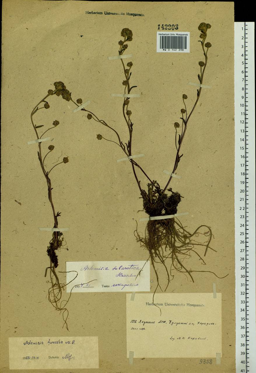 Artemisia furcata M. Bieb., Siberia, Yakutia (S5) (Russia)