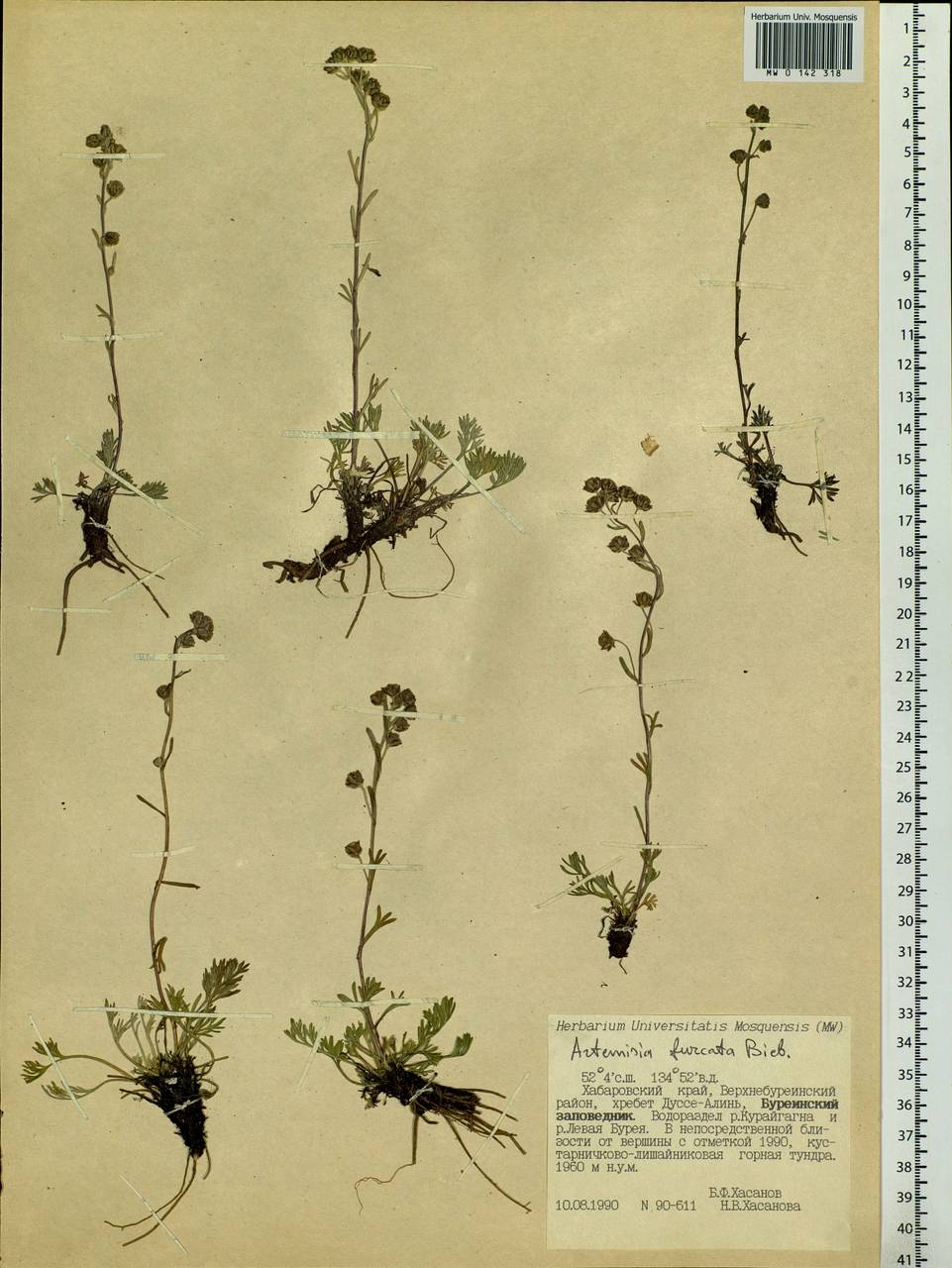 Artemisia furcata M. Bieb., Siberia, Russian Far East (S6) (Russia)