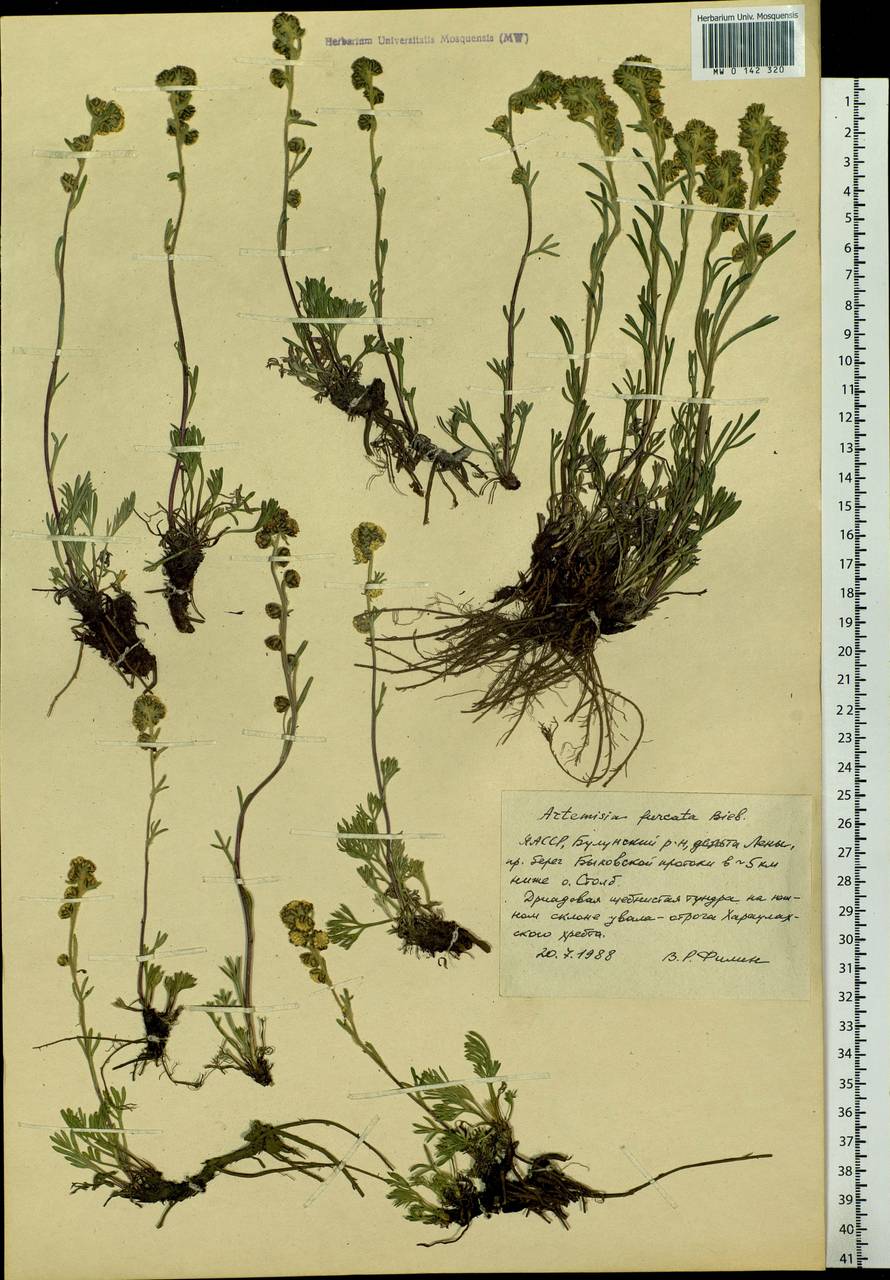 Artemisia furcata M. Bieb., Siberia, Yakutia (S5) (Russia)