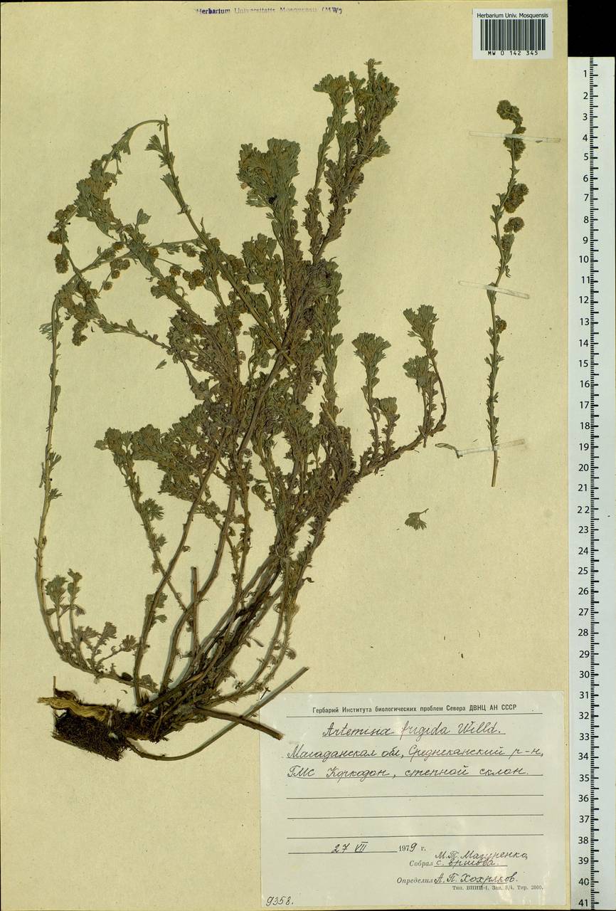 Artemisia frigida Willd., Siberia, Chukotka & Kamchatka (S7) (Russia)