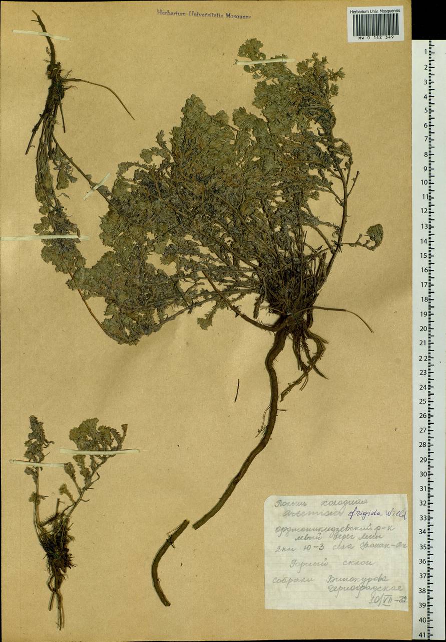 Artemisia frigida Willd., Siberia, Yakutia (S5) (Russia)