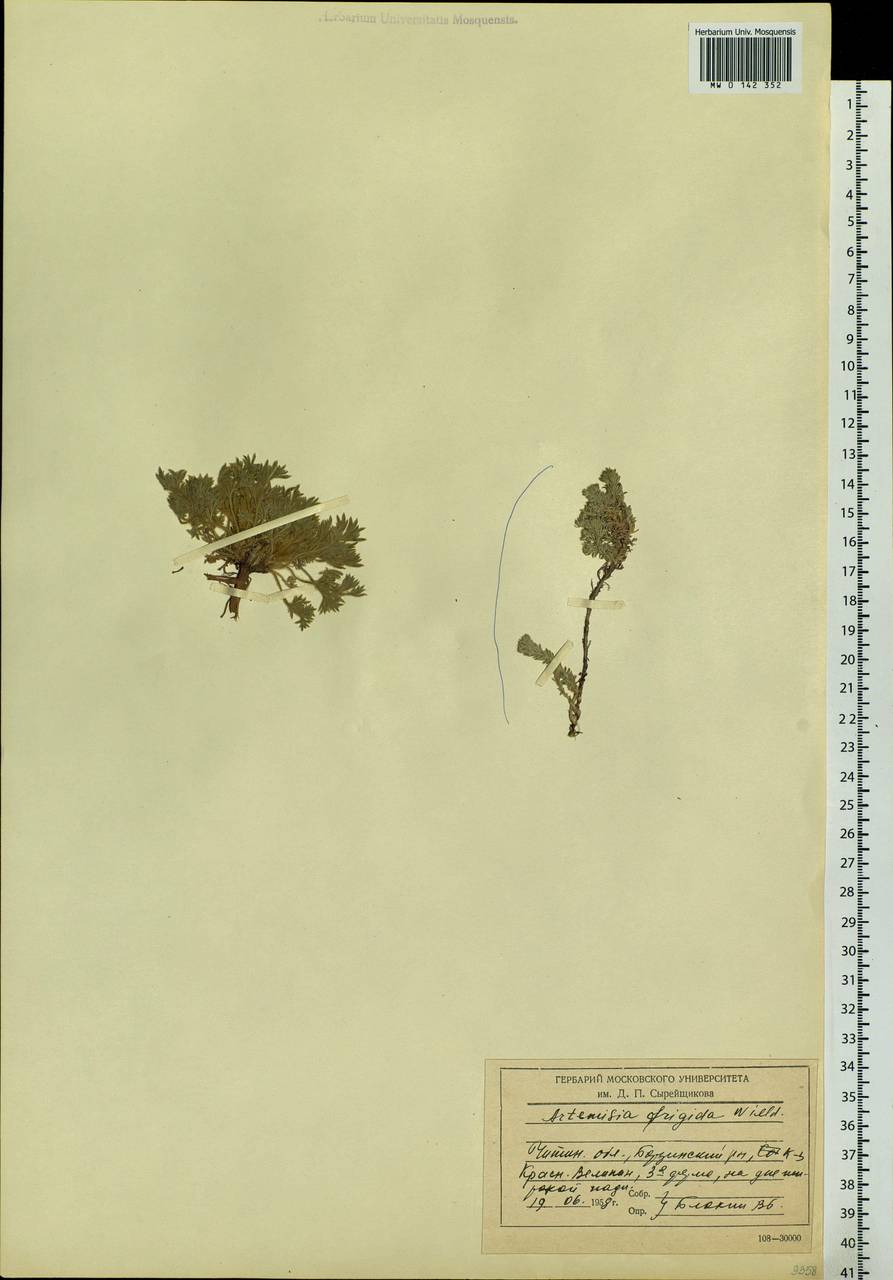 Artemisia frigida Willd., Siberia, Baikal & Transbaikal region (S4) (Russia)