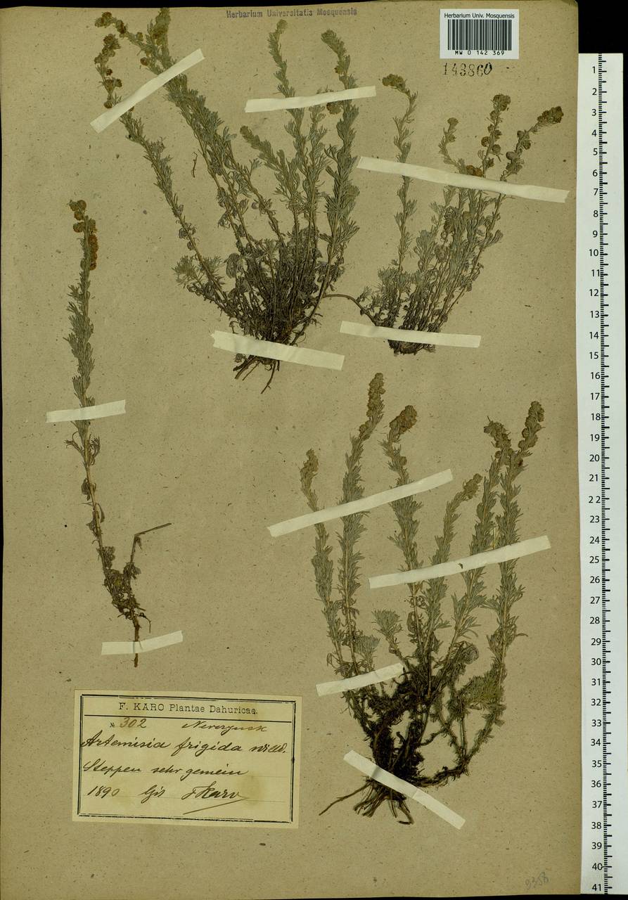 Artemisia frigida Willd., Siberia, Baikal & Transbaikal region (S4) (Russia)