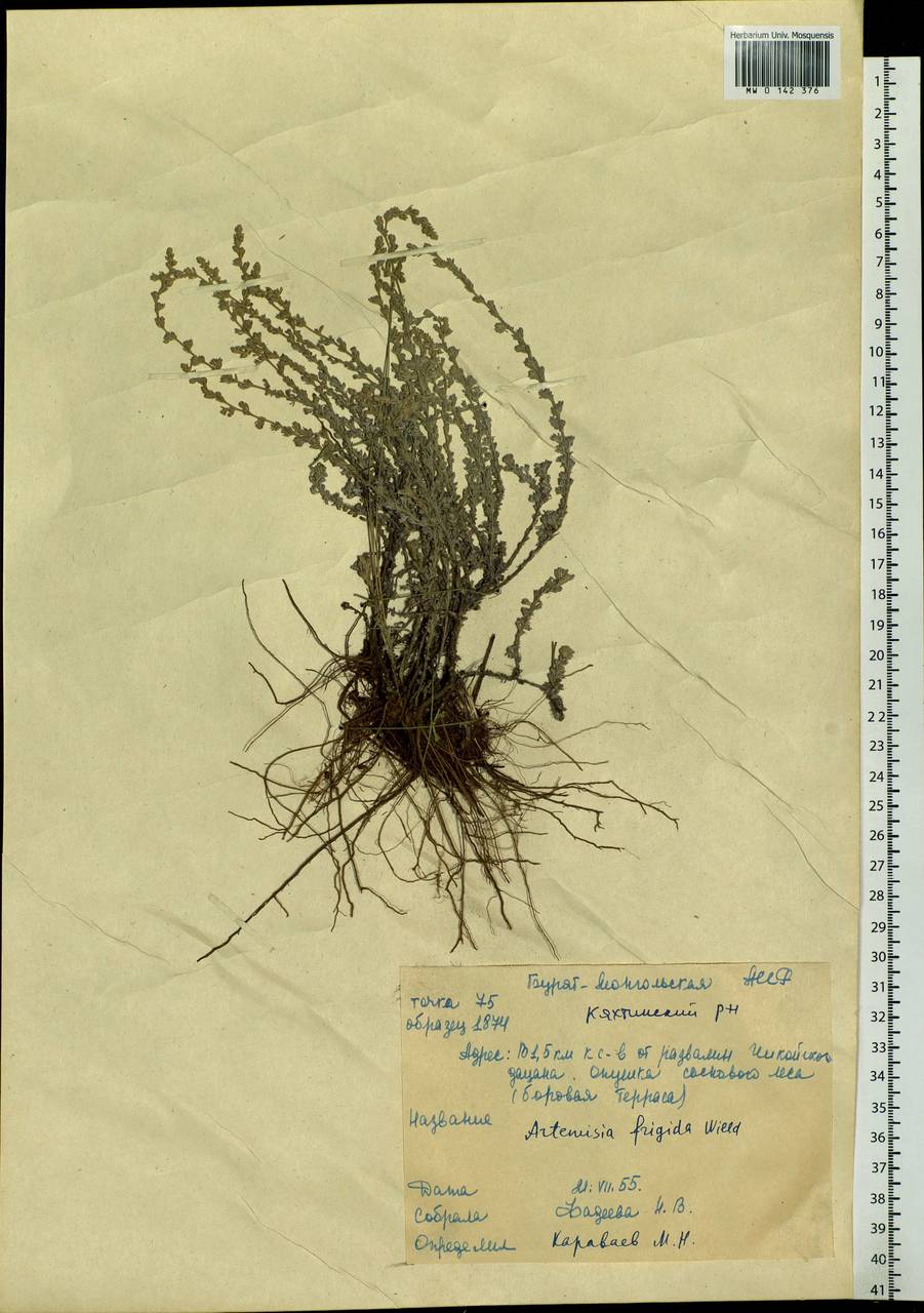 Artemisia frigida Willd., Siberia, Baikal & Transbaikal region (S4) (Russia)