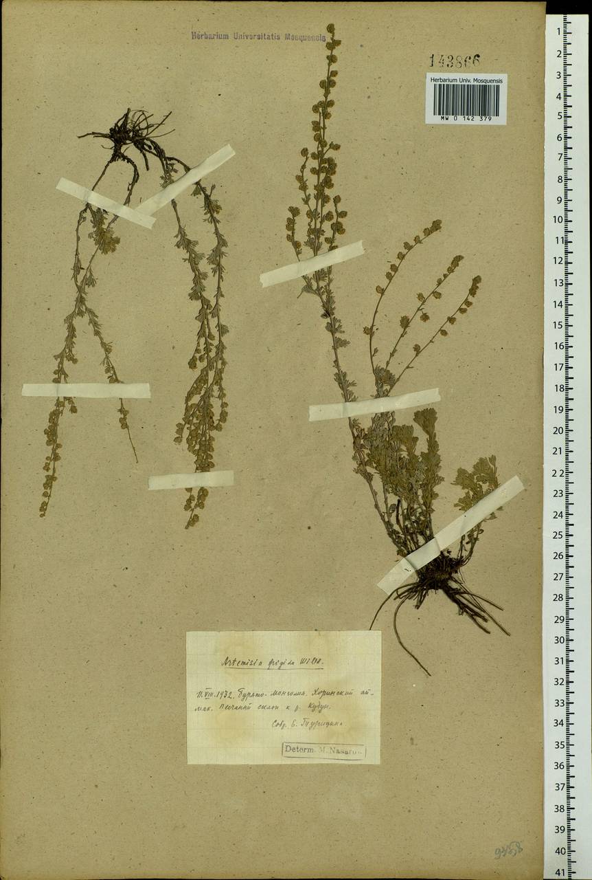 Artemisia frigida Willd., Siberia, Baikal & Transbaikal region (S4) (Russia)