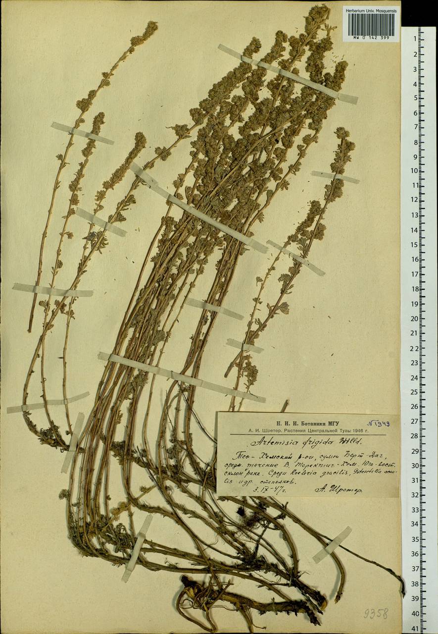 Artemisia frigida Willd., Siberia, Altai & Sayany Mountains (S2) (Russia)
