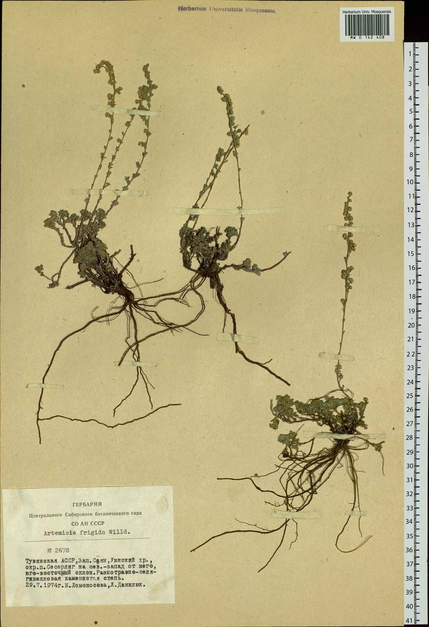 Artemisia frigida Willd., Siberia, Altai & Sayany Mountains (S2) (Russia)