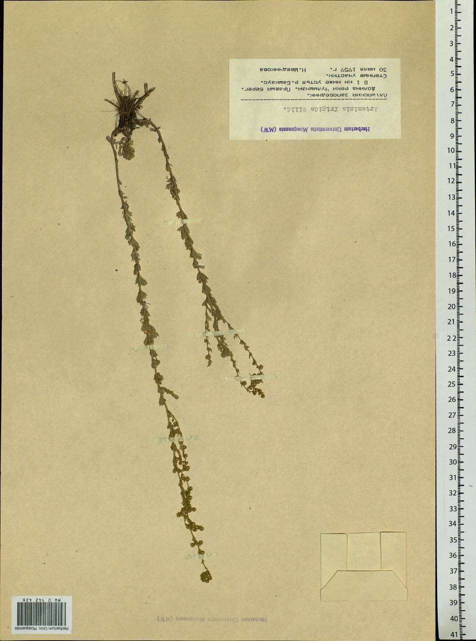 Artemisia frigida Willd., Siberia, Altai & Sayany Mountains (S2) (Russia)