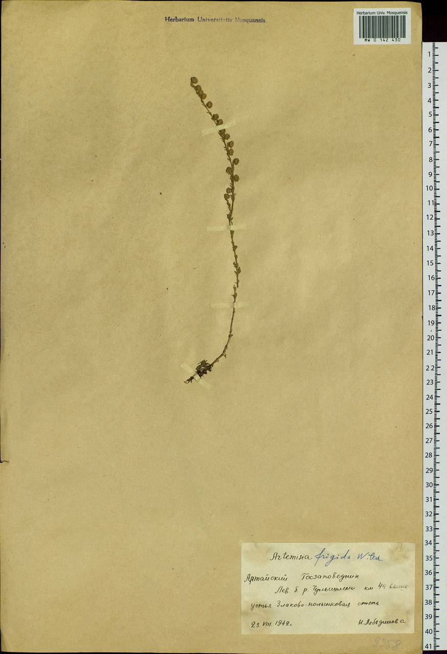 Artemisia frigida Willd., Siberia, Altai & Sayany Mountains (S2) (Russia)