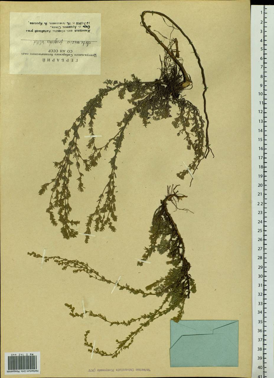 Artemisia frigida Willd., Siberia, Altai & Sayany Mountains (S2) (Russia)