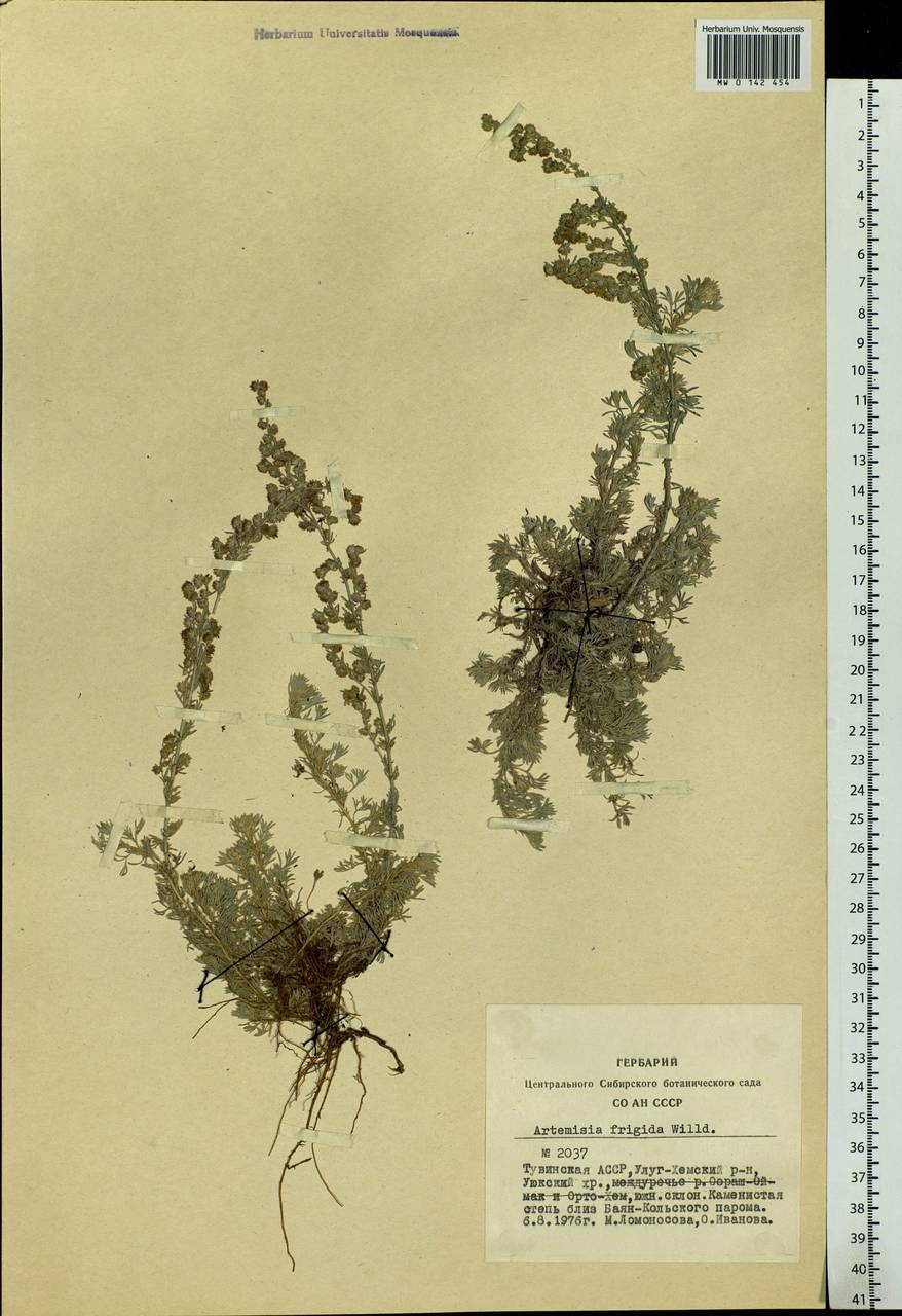 Artemisia frigida Willd., Siberia, Altai & Sayany Mountains (S2) (Russia)