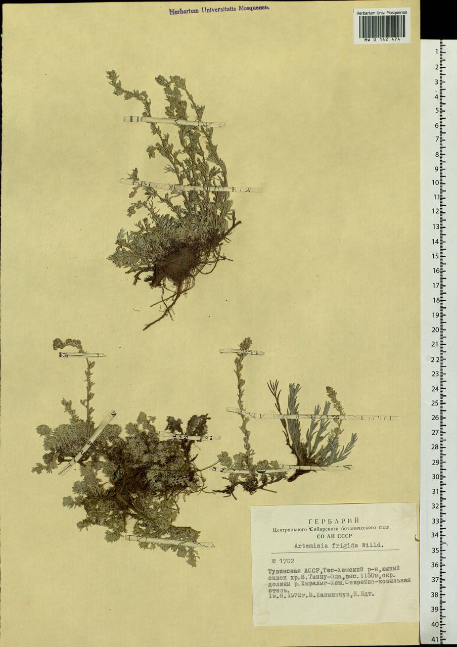 Artemisia frigida Willd., Siberia, Altai & Sayany Mountains (S2) (Russia)