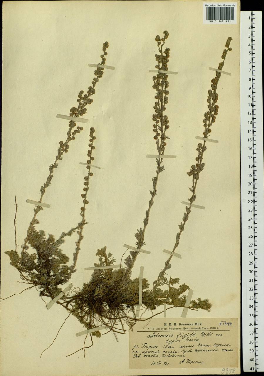 Artemisia frigida Willd., Siberia, Altai & Sayany Mountains (S2) (Russia)